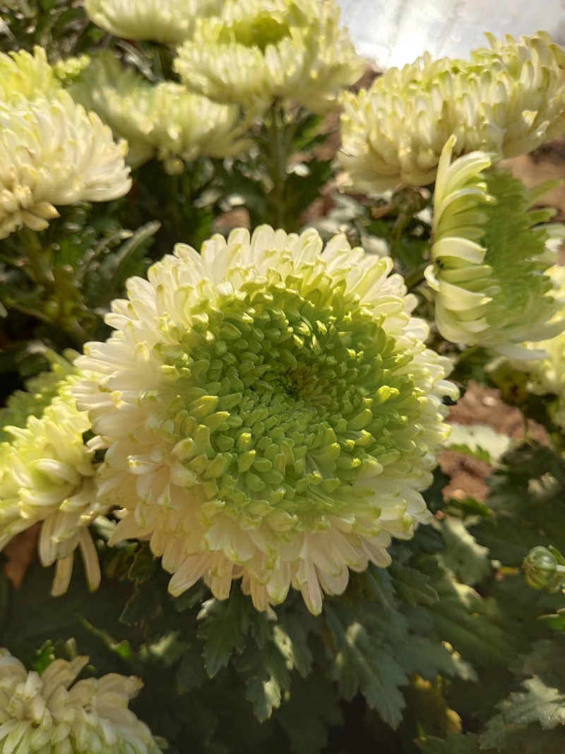 鲜菊花食用菊花长寿花绿色无污染