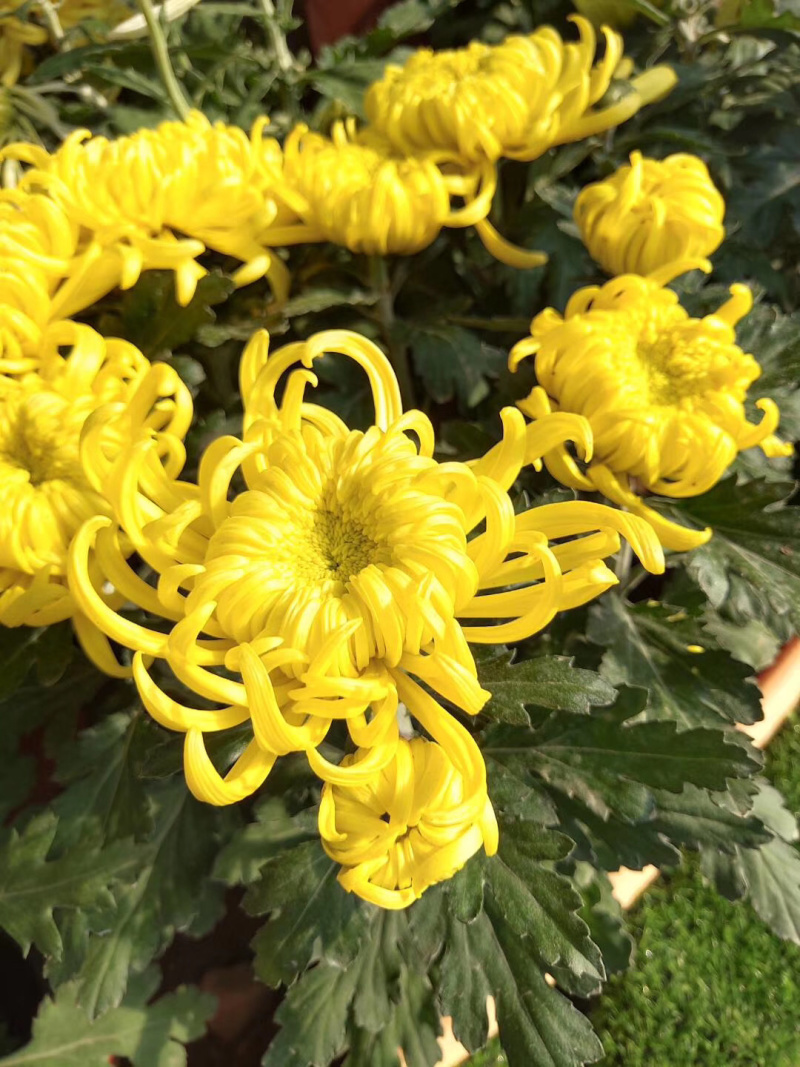 鲜菊花食用菊花长寿花绿色无污染