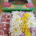 鲜菊花食用菊花长寿花绿色无污染