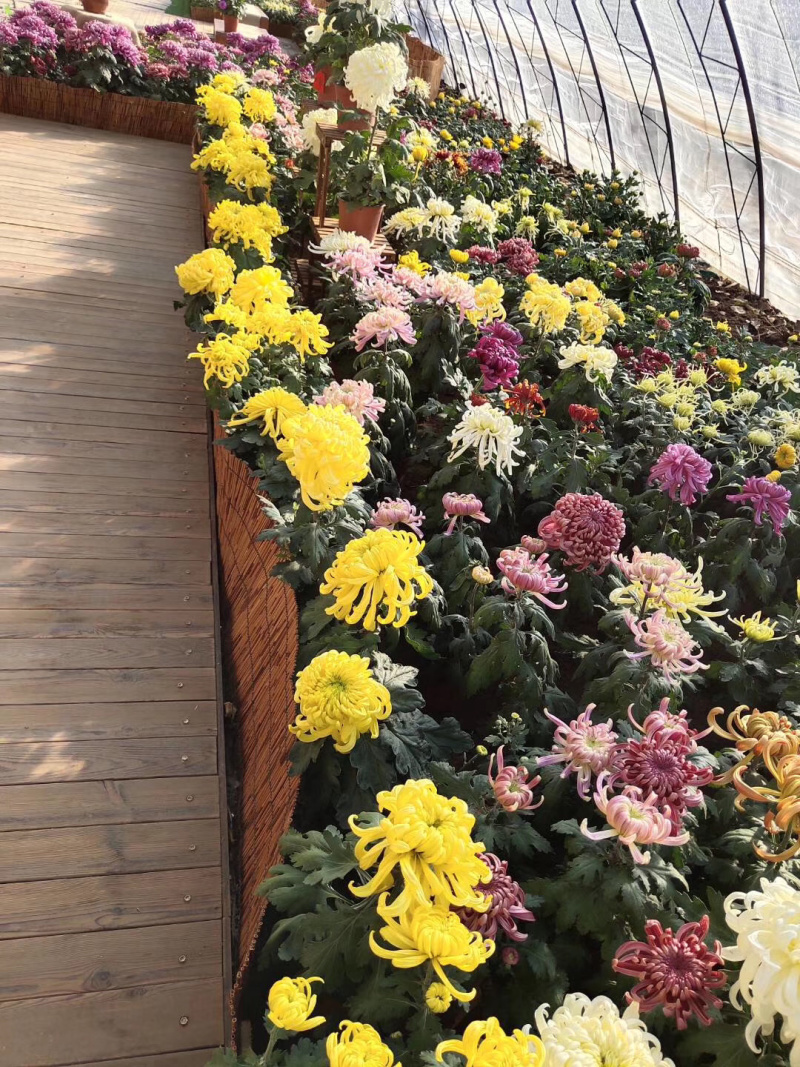 鲜菊花食用菊花长寿花绿色无污染