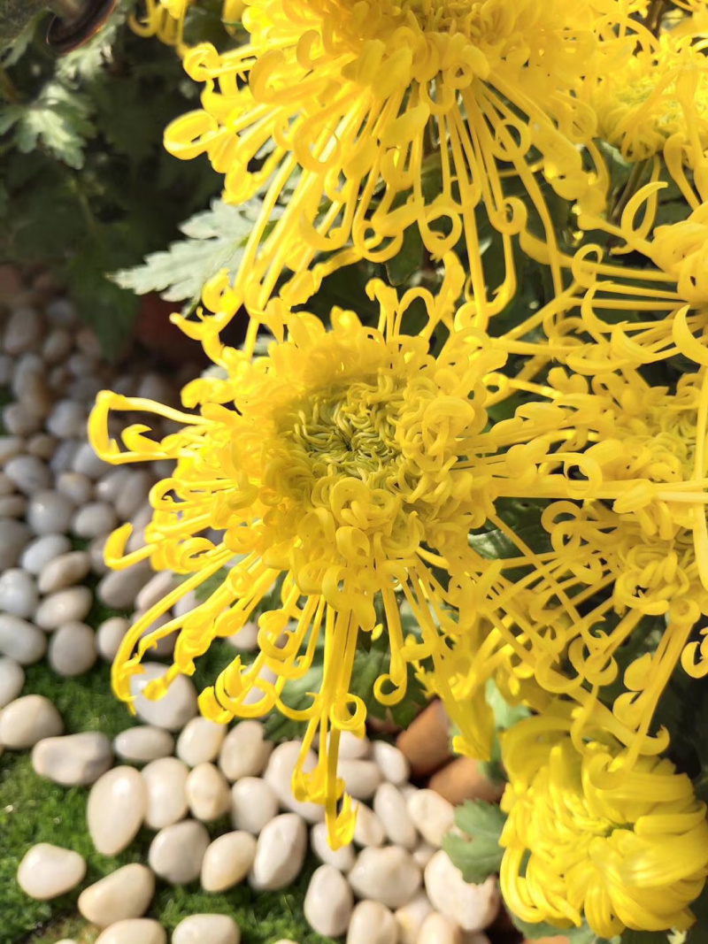 鲜菊花食用菊花长寿花绿色无污染