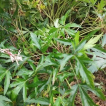新鲜当归药材当归