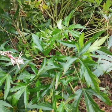 新鲜当归药材当归