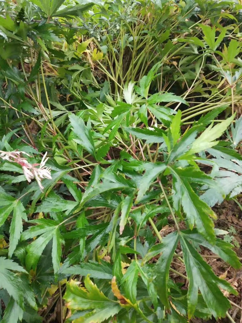 新鲜当归药材当归