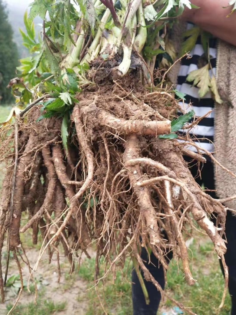 新鲜当归药材当归