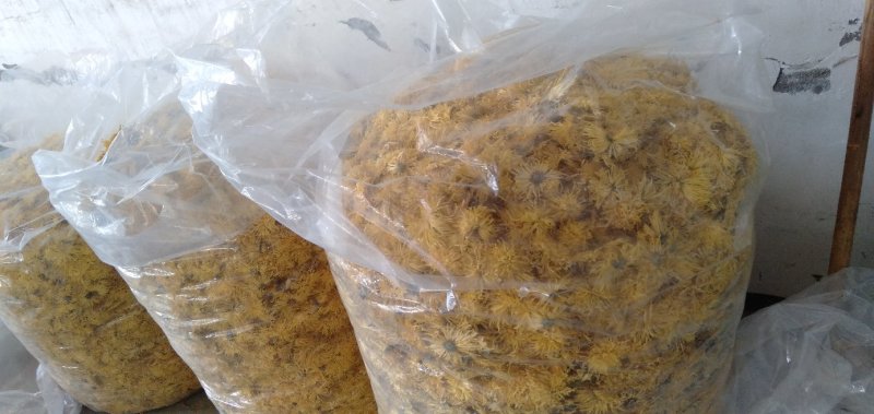 金丝皇菊花欢迎新朋友加入购物车