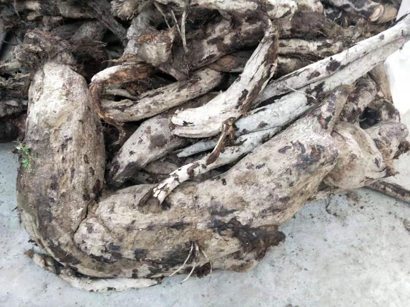 葛根