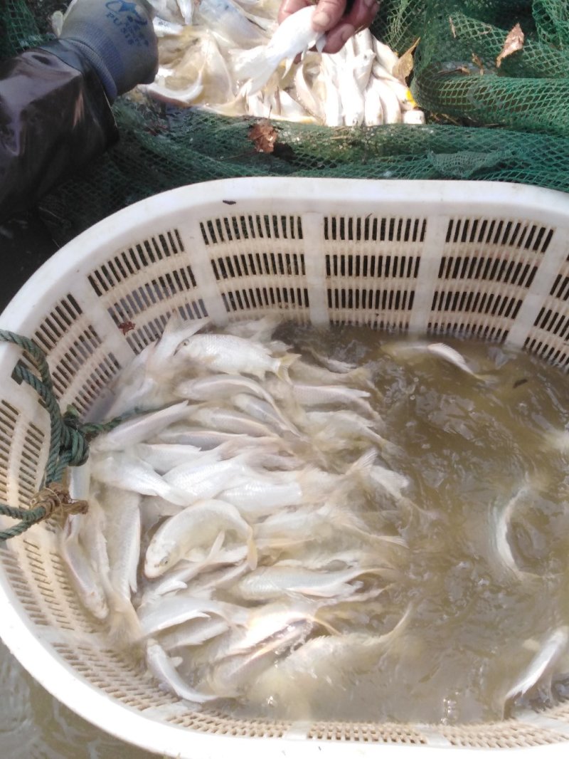 白锦鲤自产自销，量大从优，可直接来渔场参观