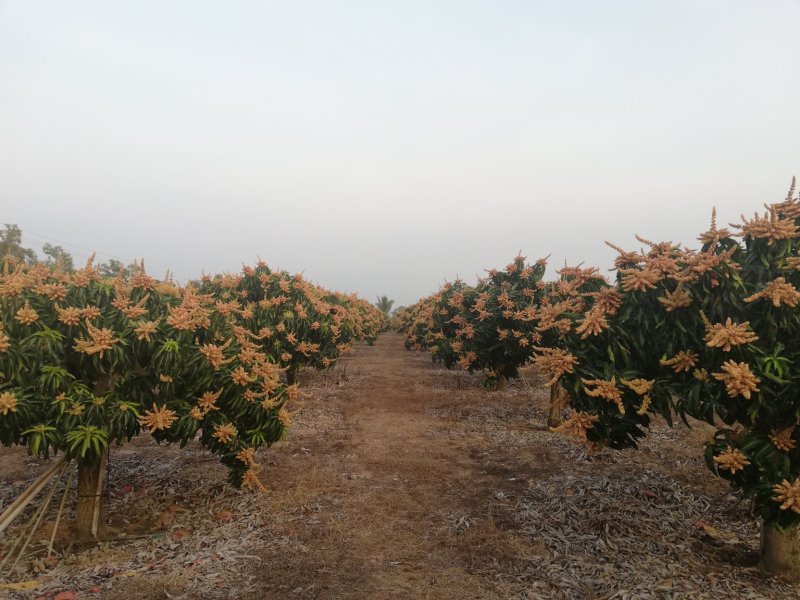海南省乐东县芒果园转让