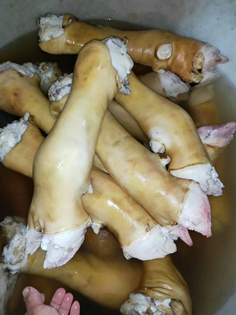 火烧半去骨，全去骨牛蹄，常年加工，大量供货。