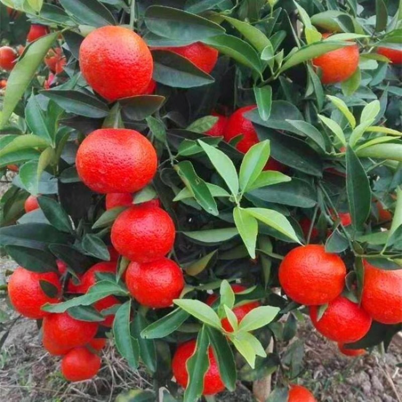 东方红