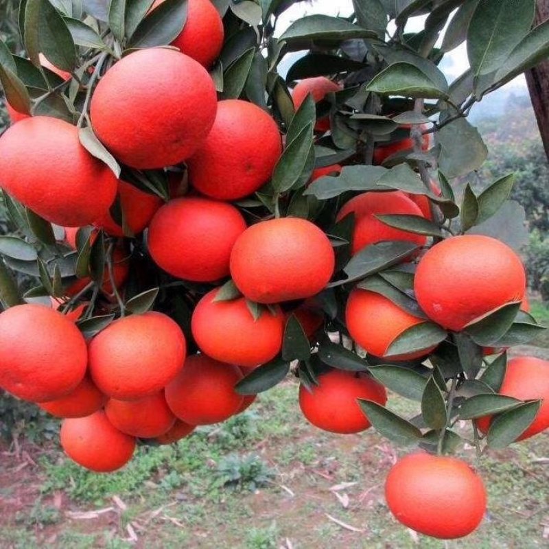东方红