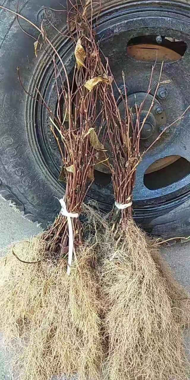 五味子苗（北红珍珠2号）包技术提供发票
