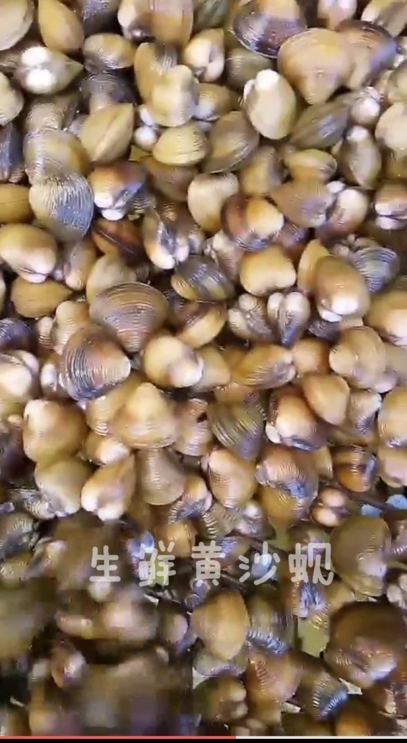 广东淡水黄沙蚬