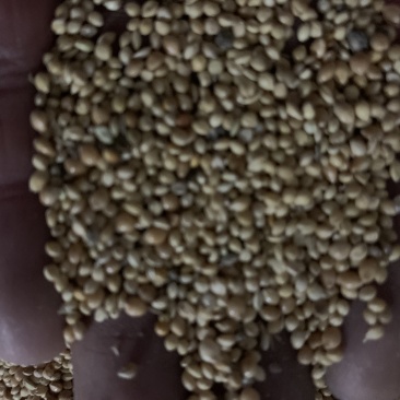 小米谷子鸟食谷子，欢迎合作联系，质量保证