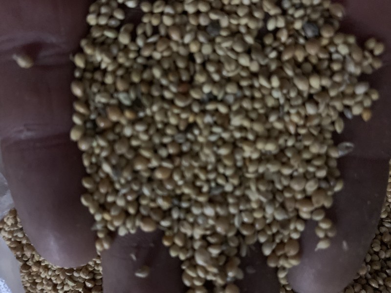小米谷子鸟食谷子，欢迎合作联系，质量保证
