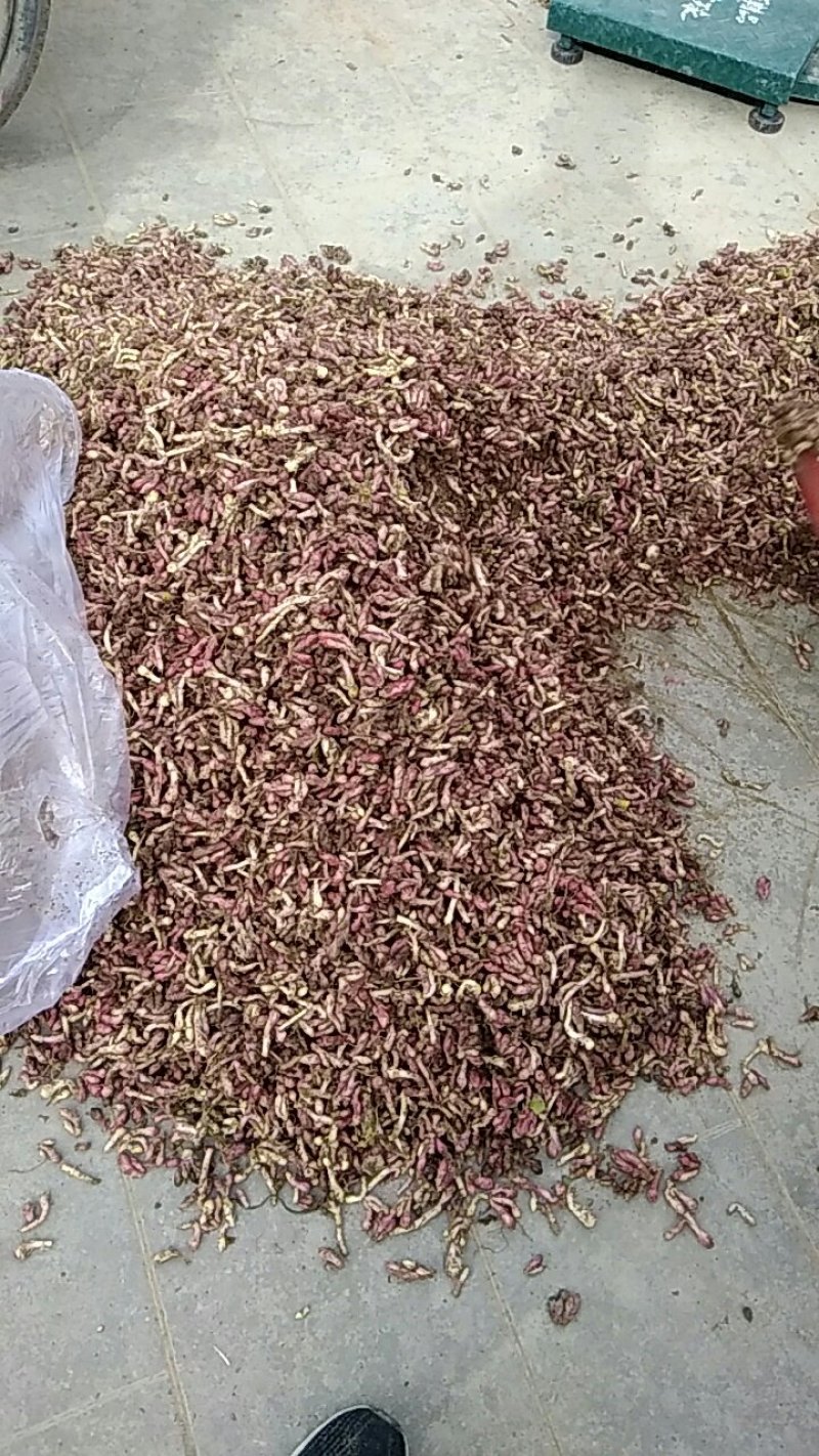 新鲜款冬花甘肃地区高山生长优良品质中药材款冬花