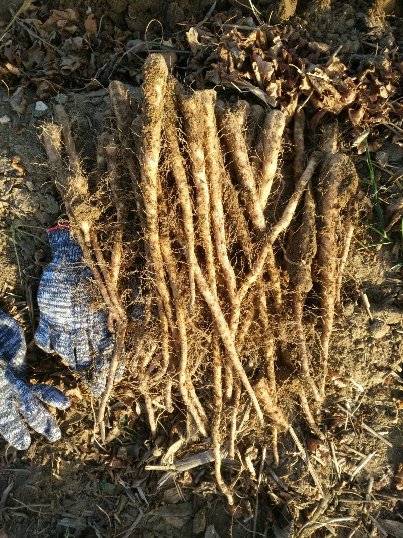 铁棍豆秧麻山药