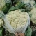 精品有机花菜菜花松花菜产地直销品种保证开封基地