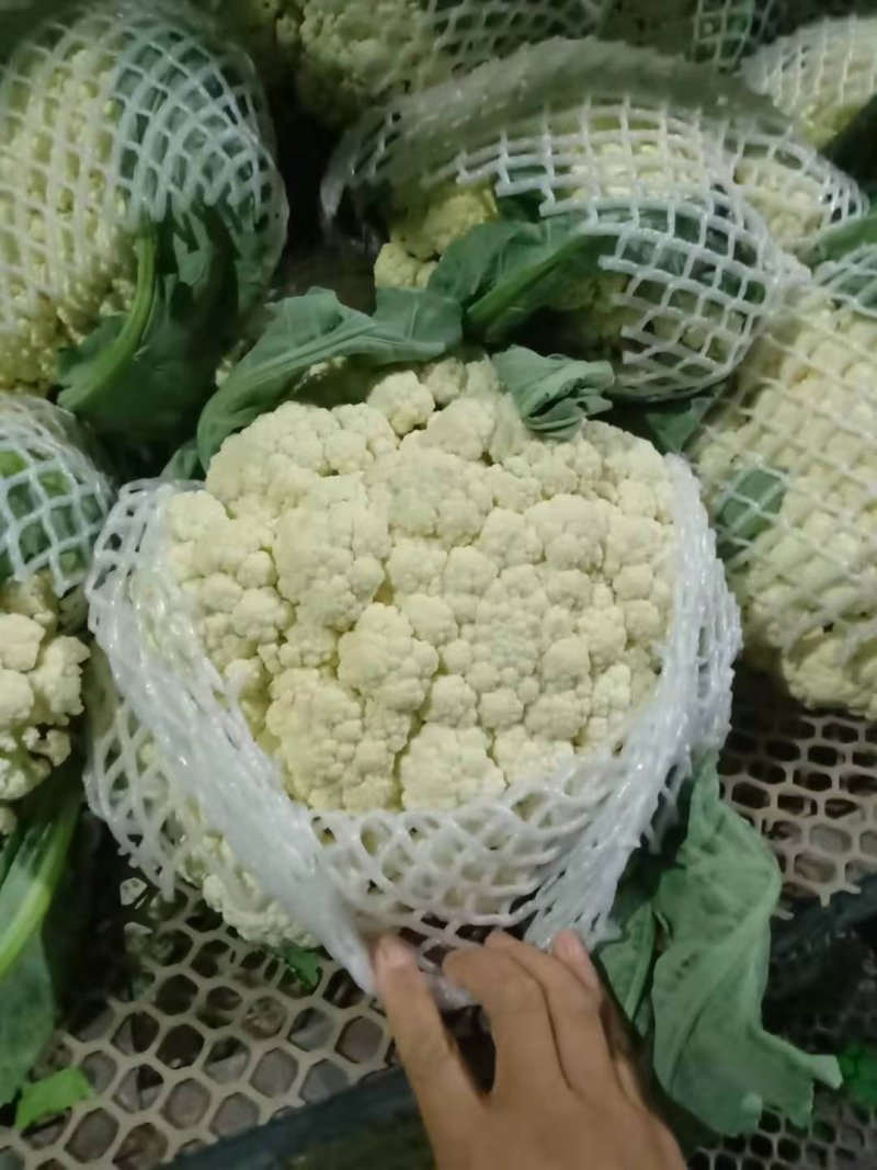 精品有机花菜菜花松花菜产地直销品种保证开封基地