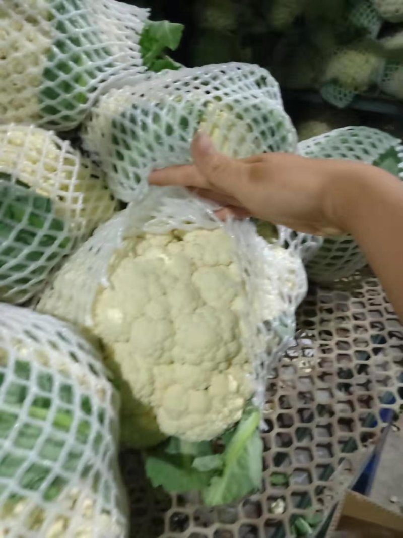精品有机花菜菜花松花菜产地直销品种保证开封基地
