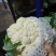 精品有机花菜菜花松花菜产地直销品种保证开封基地