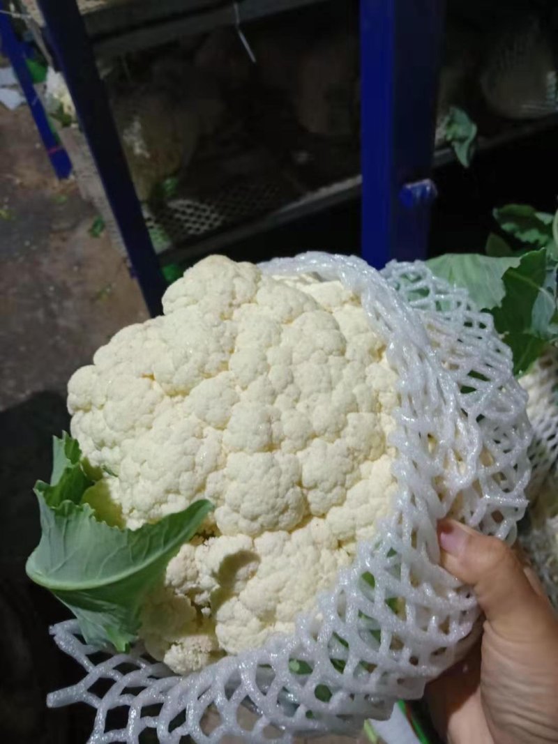 精品有机花菜菜花松花菜产地直销品种保证开封基地