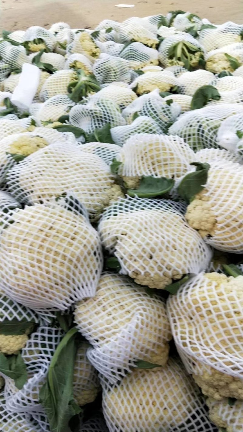 精品有机花菜菜花松花菜产地直销品种保证开封基地