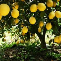 尤力克柠檬苗新品种现挖现发保证品种