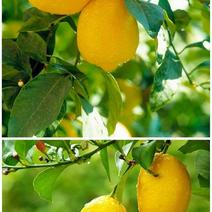 香水柠檬苗嫁接果树苗南北方均可种植保证品种