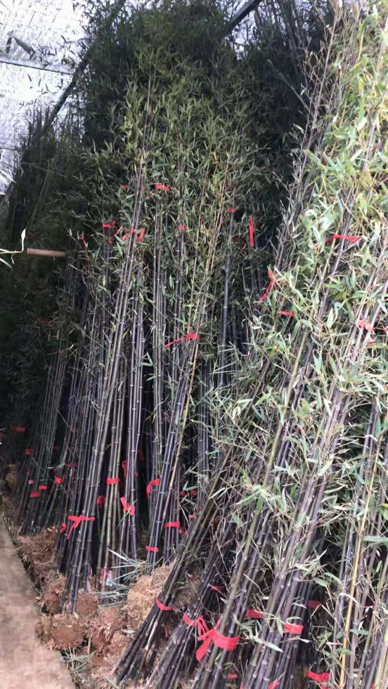 紫竹苗1.5公分2公分紫气东来