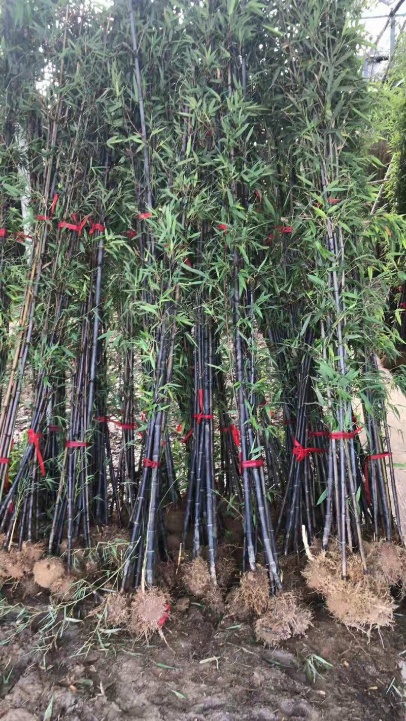 紫竹苗1.5公分2公分紫气东来
