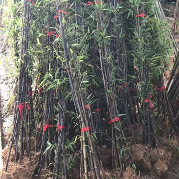 紫竹苗1.5公分2公分紫气东来