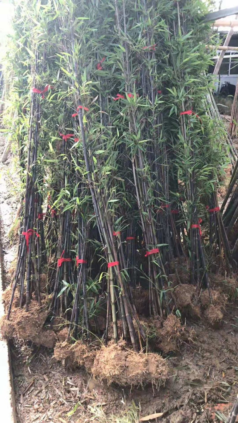 紫竹苗1.5公分2公分紫气东来