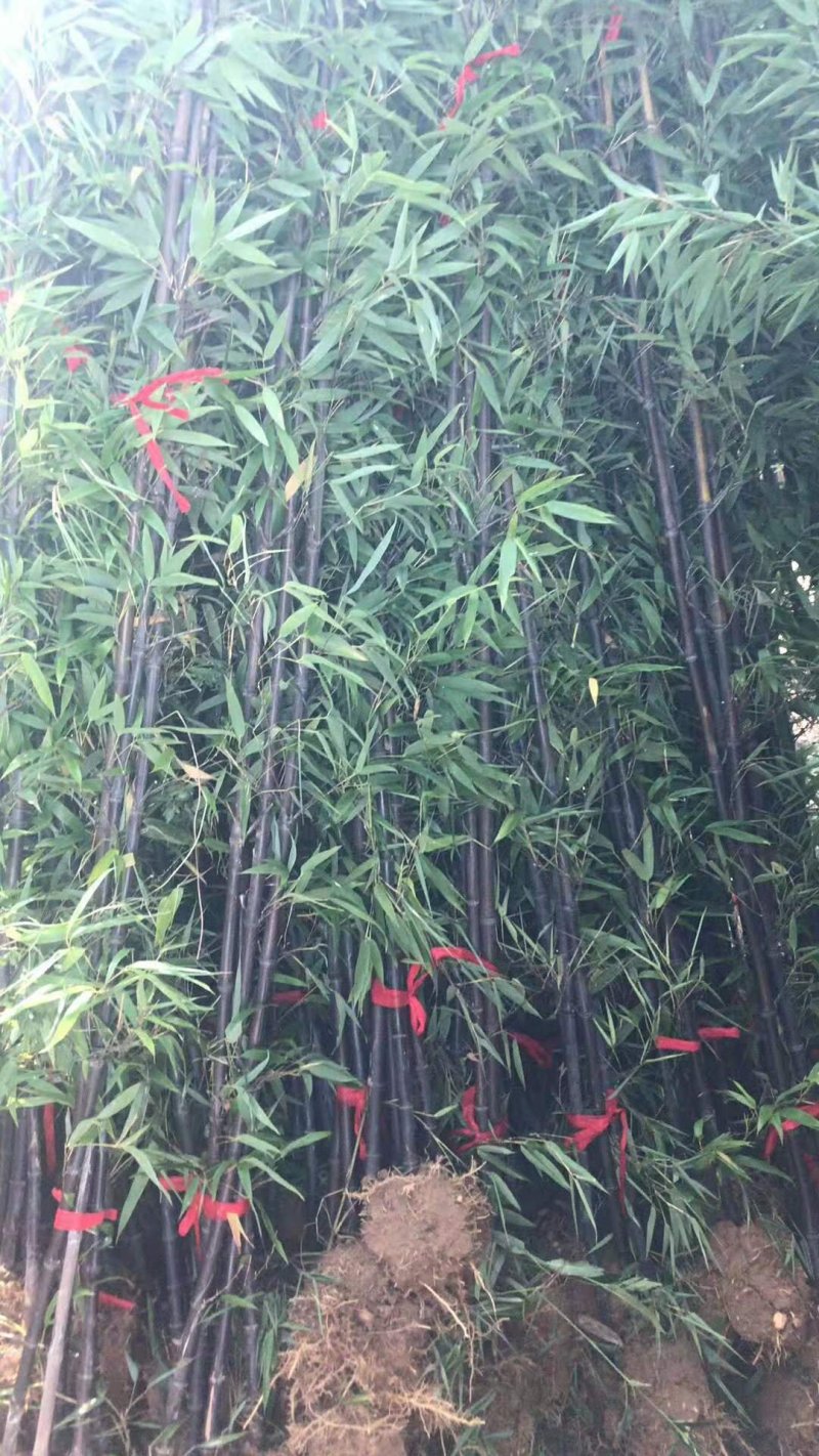 紫竹苗1.5公分2公分紫气东来