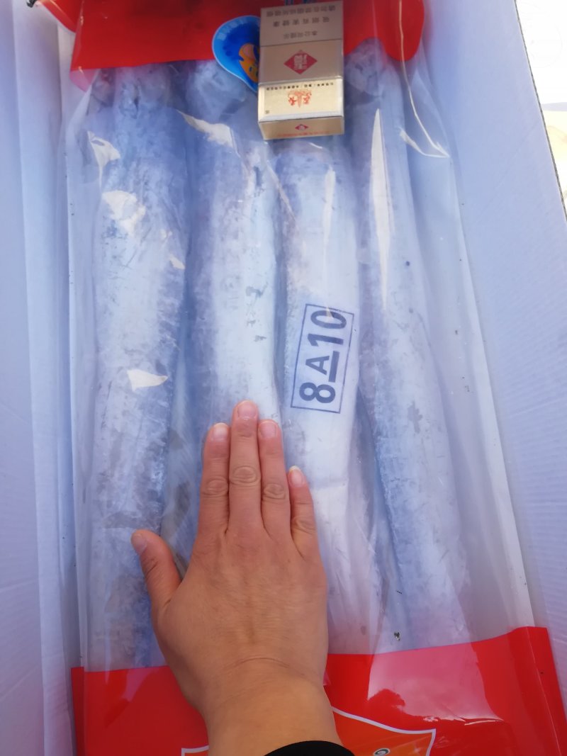 刀鱼