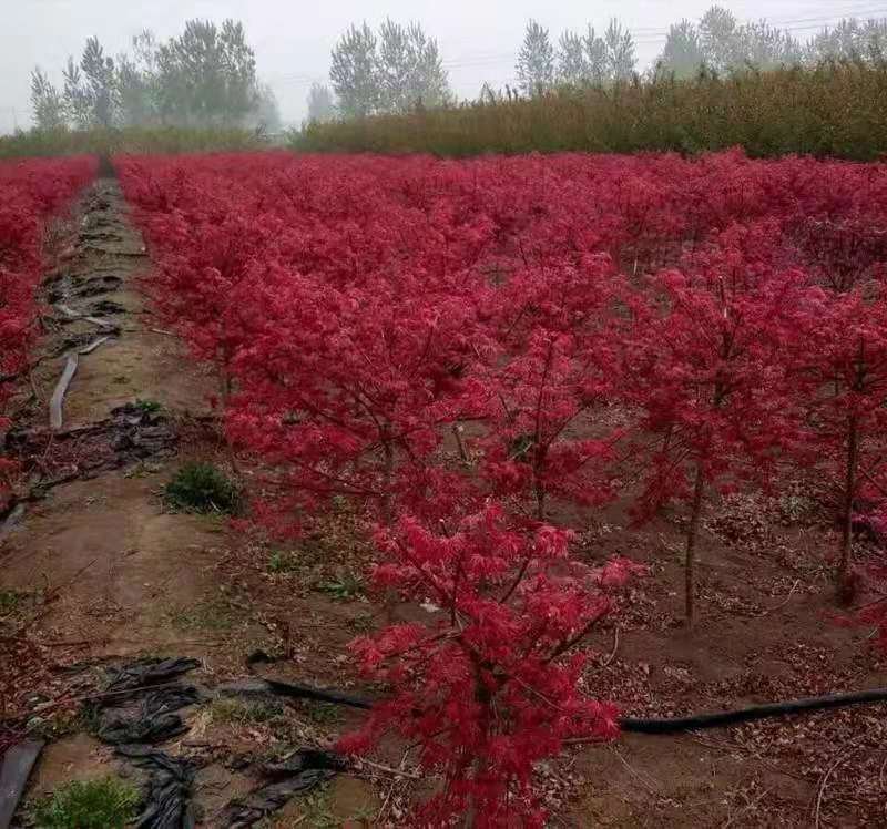 红枫苗日本红，美国红，中国红，规格齐