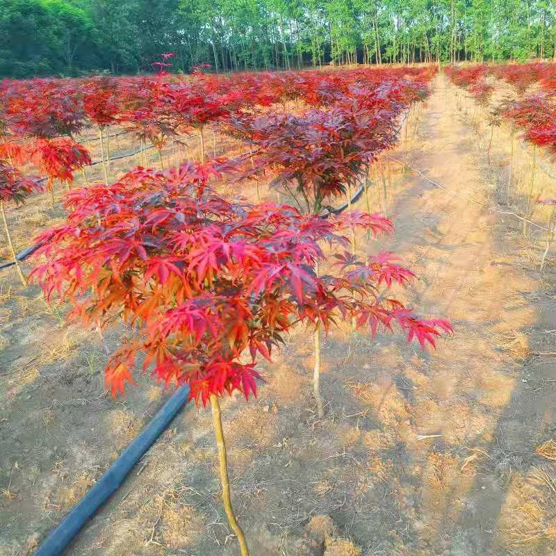 红枫苗日本红，美国红，中国红，规格齐