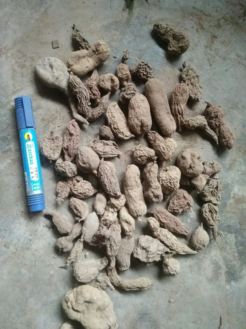 金果榄，地苦胆，青牛胆，壁石榴均为大自然生长，药用价值高