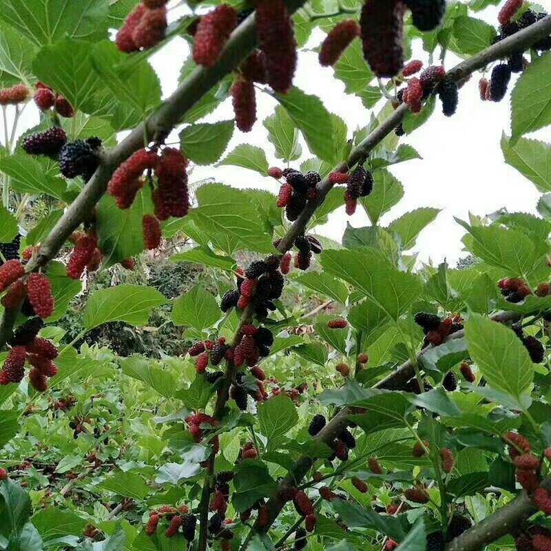 云桑二号白珍珠甜果4年盛产苗木