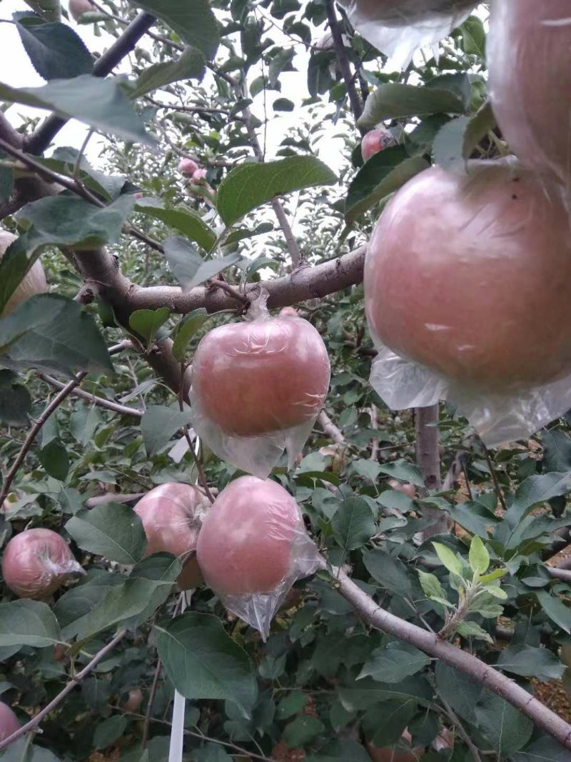 【精选苹果】红富士苹果山东苹基地代发全国市场量大从优电联优惠