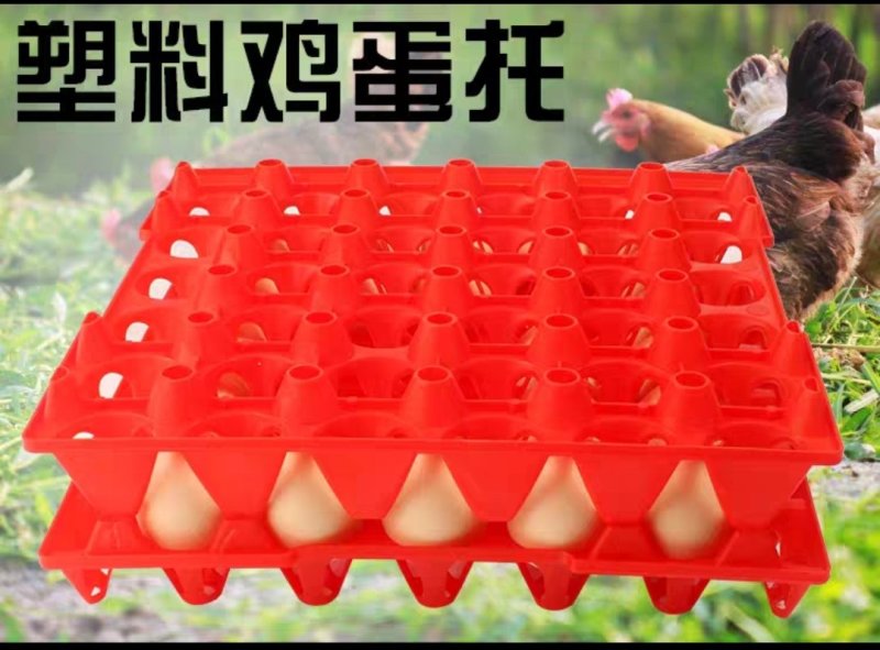 蛋托