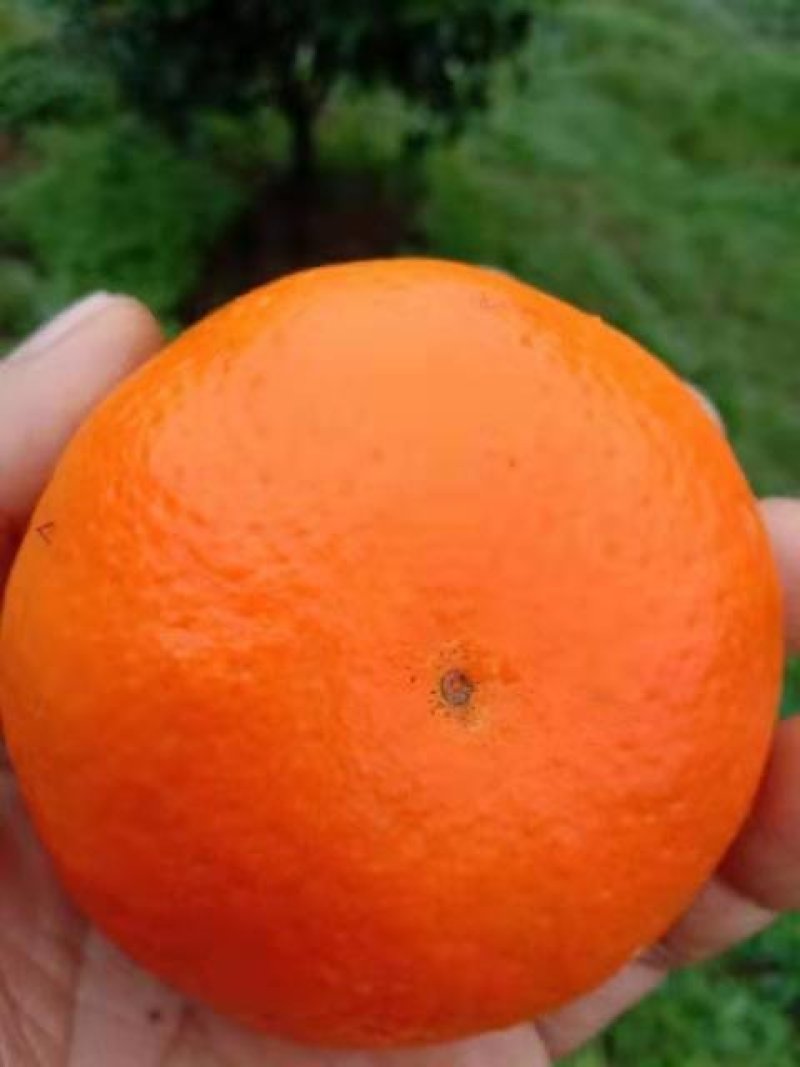 广西桂林沃柑精品果，电商果，产地无限量供应，皮薄甜蜜。
