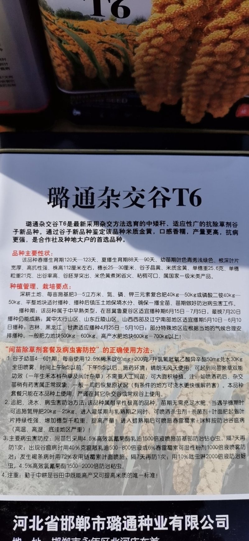 杂交谷子璐通杂交谷T6高产大穗优秀谷种