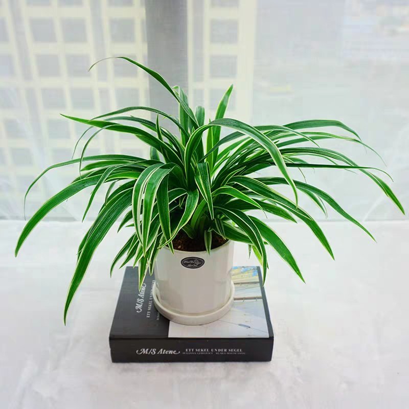 金边吊兰植物室内花卉金心垂吊大盆栽吸除甲醛水培银边水养绿
