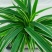 金边吊兰植物室内花卉金心垂吊大盆栽吸除甲醛水培银边水养绿