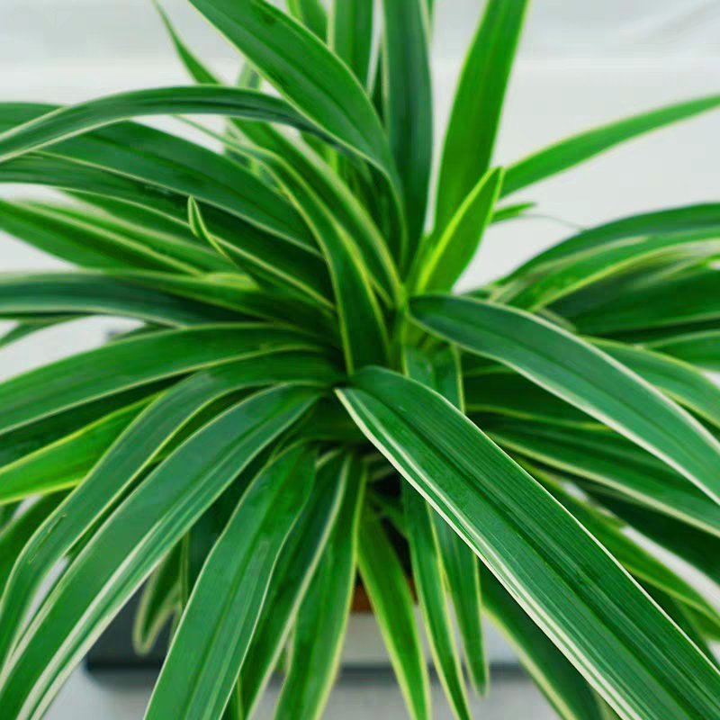 金边吊兰植物室内花卉金心垂吊大盆栽吸除甲醛水培银边水养绿