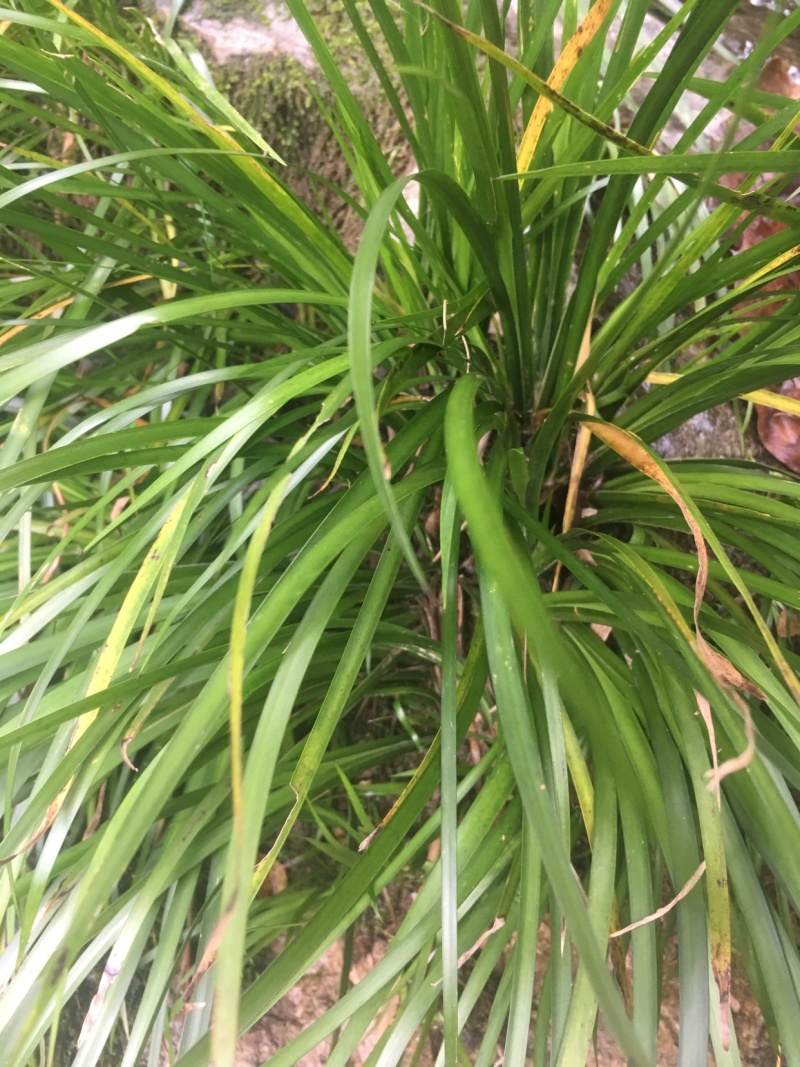 供应石菖蒲幼苗、一手货源，保证品质