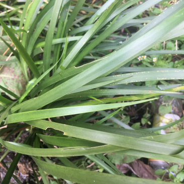 供应石菖蒲幼苗、一手货源，保证品质