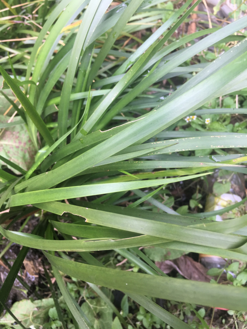 供应石菖蒲幼苗、一手货源，保证品质